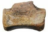 Theropod Dinosaur Caudal (Tail) Vertebra - South Dakota #133352-3